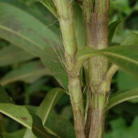 Persicaria barbata (L.) H.Hara